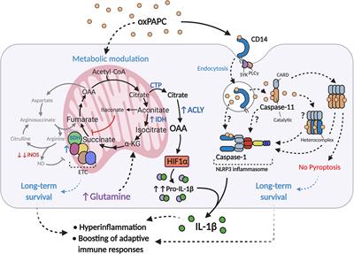 Dooming Phagocyte Responses: Inflammatory Effects of Endogenous Oxidized Phospholipids